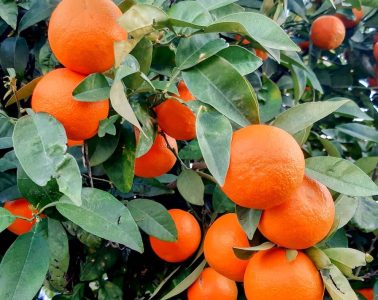 Avances en la protección de las naranjas frente a los hongos durante la postcosecha