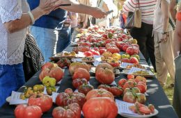 El Tomate Negro del Escorial, ganador en la Feria Nacional del Tomate Antiguo
