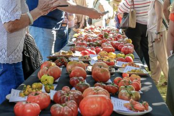 El Tomate Negro del Escorial, ganador en la Feria Nacional del Tomate Antiguo
