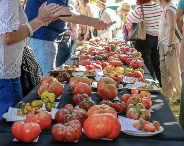 El Tomate Negro del Escorial, ganador en la Feria Nacional del Tomate Antiguo