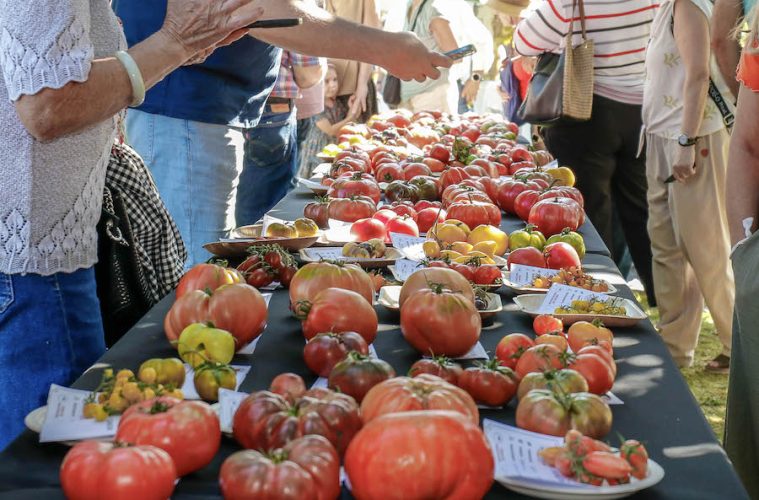 El Tomate Negro del Escorial, ganador en la Feria Nacional del Tomate Antiguo