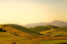 El aumento de las temperaturas, causante de cambios en la composición del aceite de oliva, según un estudio