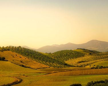 El aumento de las temperaturas, causante de cambios en la composición del aceite de oliva, según un estudio