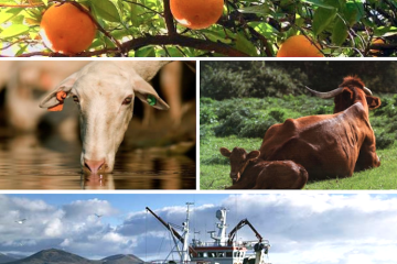 El sector agroalimentario y pesquero sigue siendo el principal exportador de la economía española (Foto MAPA)