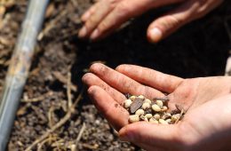 España se une al sistema europeo de Bancos de Germoplasma para la conservación del material genético vegetal