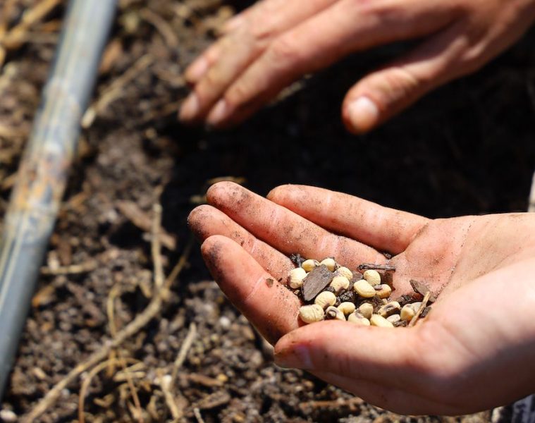 España se une al sistema europeo de Bancos de Germoplasma para la conservación del material genético vegetal