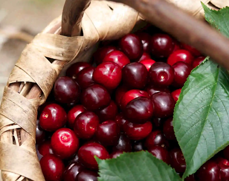 Finaliza la campaña de Cereza del Jerte, por primera vez con nuevas variedades de cerezas (Foto DOP)