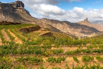 Gran Canaria, sede del Encuentro Internacional de Agroenoturismo en 2027 (Foto Ruta Vino GC)