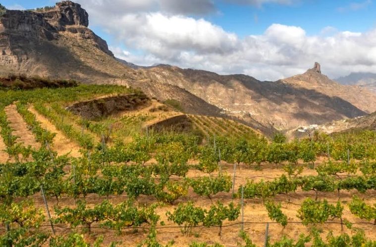 Gran Canaria, sede del Encuentro Internacional de Agroenoturismo en 2027 (Foto Ruta Vino GC)