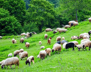 La FAO propone un nuevo enfoque mundial para hacer frente a las enfermedades transfronterizas de los animales