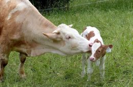 Los bancos de germoplasma animal, claves en la conservación de la diversidad genética ganadera (Foto MAPA)
