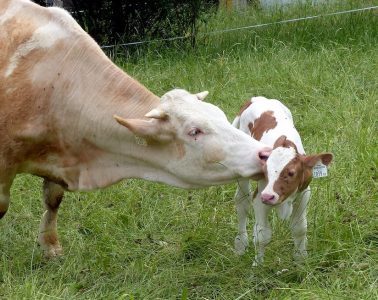 Los bancos de germoplasma animal, claves en la conservación de la diversidad genética ganadera (Foto MAPA)