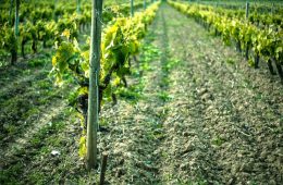 Modificaciones en la normativa sobre potencial vitícola y autorizaciones de viñedos
