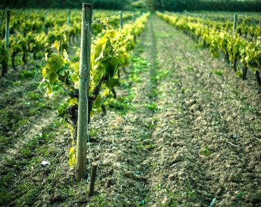 Modificaciones en la normativa sobre potencial vitícola y autorizaciones de viñedos