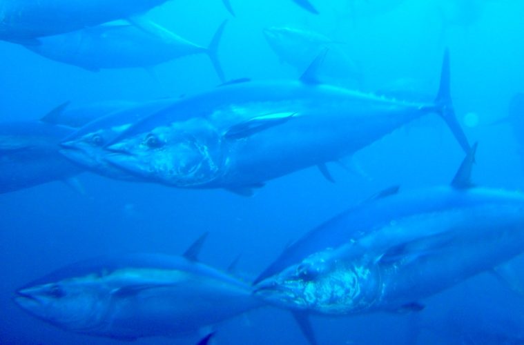 Nuevas autorizaciones para la pesca fortuita de atún rojo