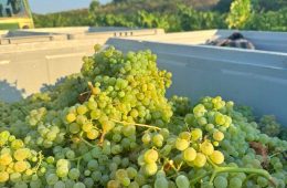 Se inicia la vendimia de una variedad ancestral recuperada en la DO Penedés, la forcada