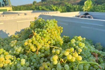 Se inicia la vendimia de una variedad ancestral recuperada en la DO Penedés, la forcada