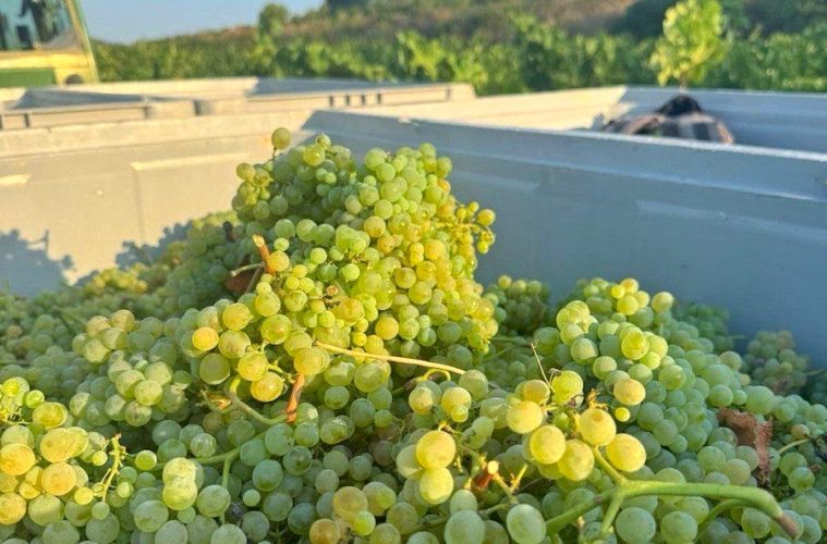 Se inicia la vendimia de una variedad ancestral recuperada en la DO Penedés, la forcada