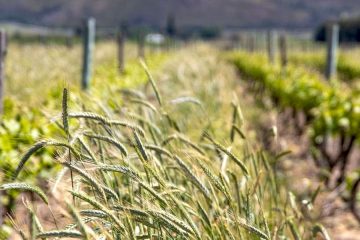 Casi 250 000 agricultores están ya percibiendo las ayudas para compra de fertilizantes