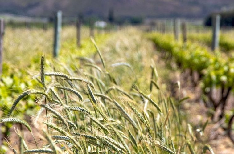 Casi 250 000 agricultores están ya percibiendo las ayudas para compra de fertilizantes