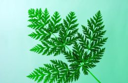 Entra en vigor la nueva Directiva europea contra el greenwashing