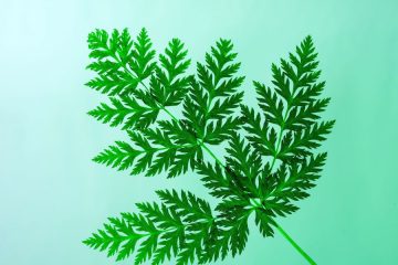 Entra en vigor la nueva Directiva europea contra el greenwashing