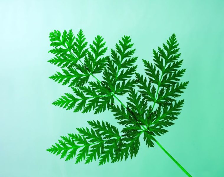 Entra en vigor la nueva Directiva europea contra el greenwashing