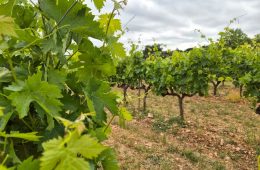 Reconocidos tres nuevos viñedos singulares en la DOCa Rioja (Foto MAPA)