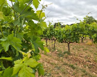 Reconocidos tres nuevos viñedos singulares en la DOCa Rioja (Foto MAPA)