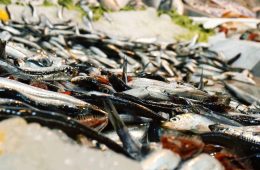 Lo que más nos preocupa al comprar pescado