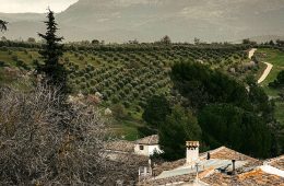 Nueva edición de Expo AgriTech, con el foco puesto en el olivar y sus retos