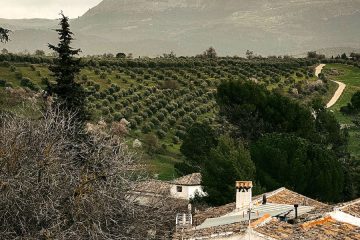 Nueva edición de Expo AgriTech, con el foco puesto en el olivar y sus retos