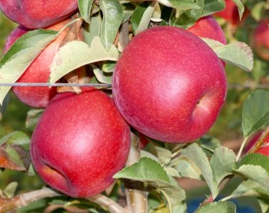 Nueva generación de manzanas adaptadas a climas más cálidos (Foto IRTA)