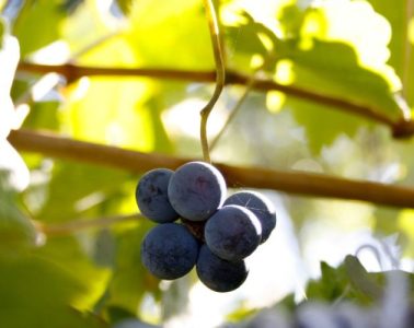Nueve bodegas que elaboran vino con variedades de uva rescatadas
