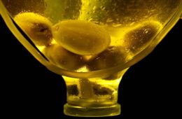 Primeras estimaciones: la producción de aceite de oliva en la campaña 2026:27, un 23 % superior a la pasada