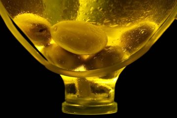 Primeras estimaciones: la producción de aceite de oliva en la campaña 2026:27, un 23 % superior a la pasada
