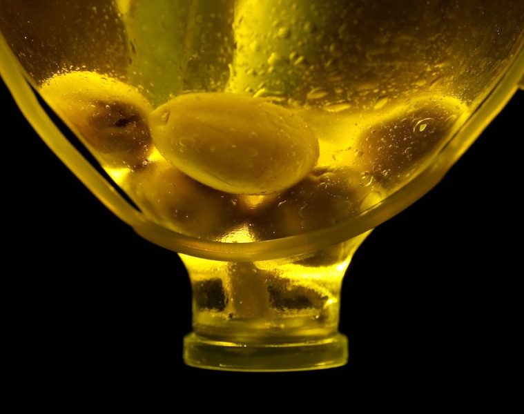 Primeras estimaciones: la producción de aceite de oliva en la campaña 2026:27, un 23 % superior a la pasada
